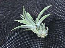 Tillandsia velutina (Air Plant)