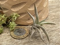 Tillandsia gilliesi Vai Polystachia (Air Plant)