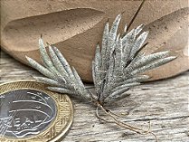 Tillandsia capillaris Var Incana (Air Plant)