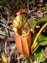 Nepenthes veitchii (Candy x Candy F1) (Planta Carnívora)