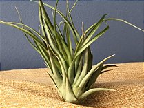 Tillandsia riohondoensis (Air Plant)