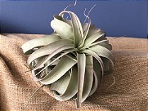 Tillandsia xerografica (Air Plant)