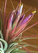 Tillandsia scaposa (Air Plant)