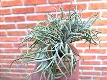 Tillandsia capillaris (Air Plant)