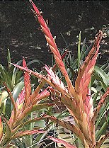 Tillandsia fasciculata RM -Pequena
