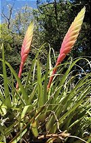 Tillandsia verapazana
