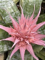 Aechmea fasciata