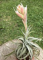 Tillandsia meridionais (Air Plant)