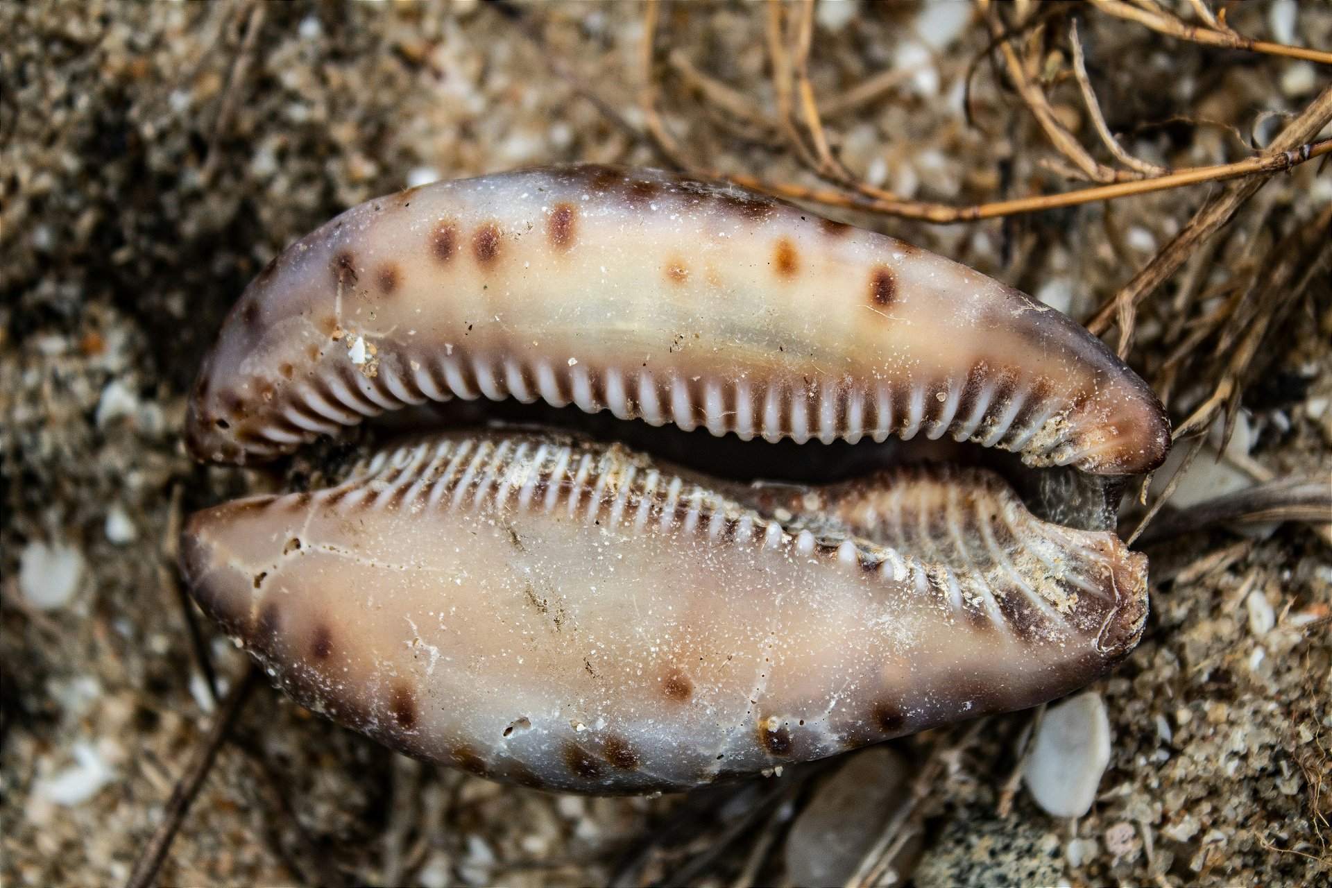 Concha De Cowrie