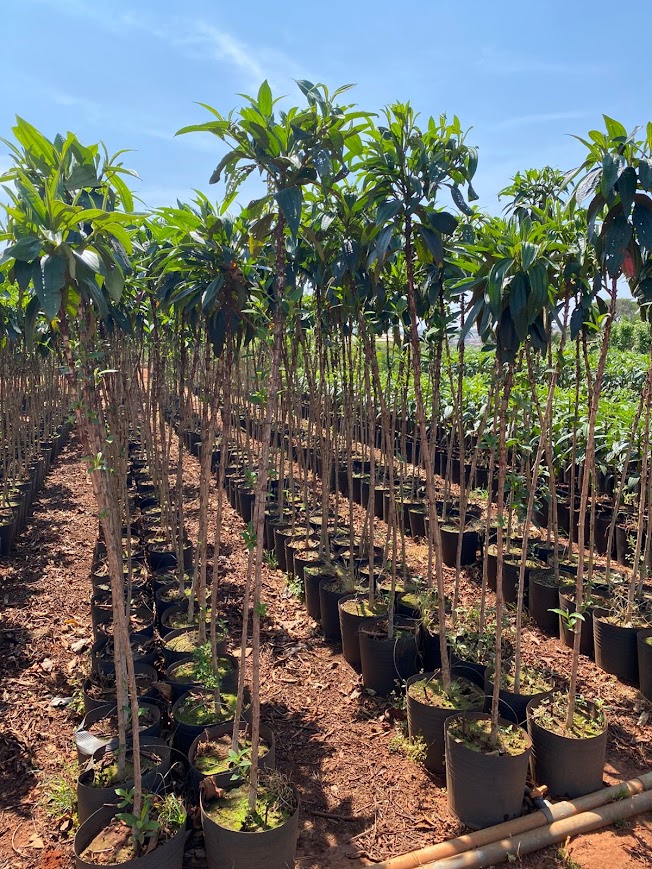 Produção em fileiras, prontas para retirada