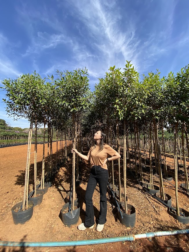 Mudas nativas no viveiro da Boni Plantas em Limeira/SP