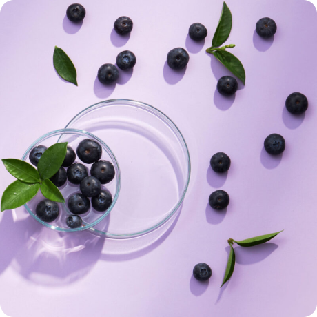 imagem de berries