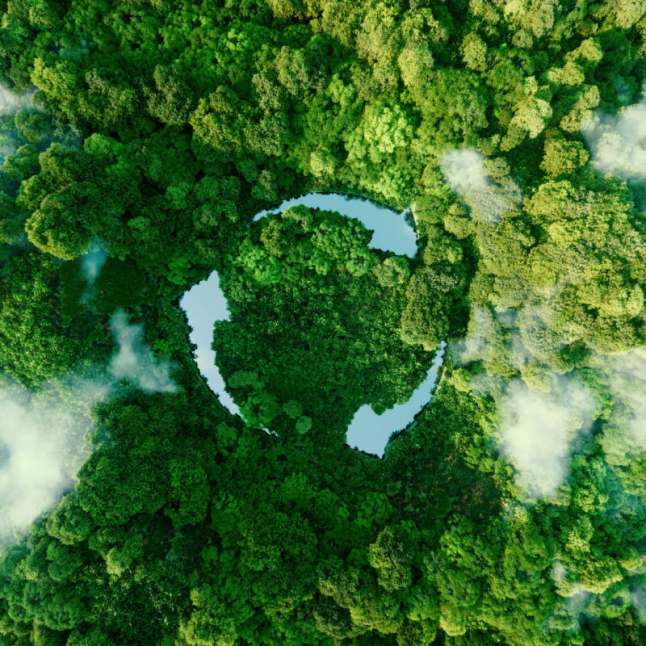 imagem de uma floresta