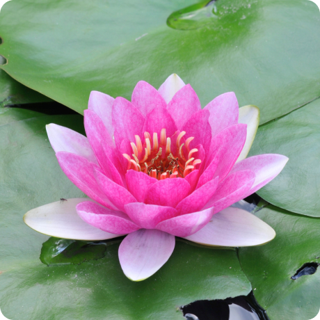 flor de lótus