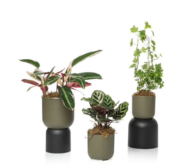 Cachepo N 3 - Coleção Due da Raiz - 15x16cm - Várias Cores - Verde