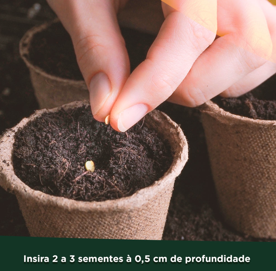 Sementes Orgânicas de Cenoura Brasília - 0,1g - Korin - Verde