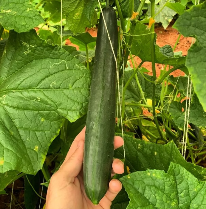 コンペイトウページ Sementes de Pepino Japonês Híbrido Nagato - 271mg - Isla - Verde