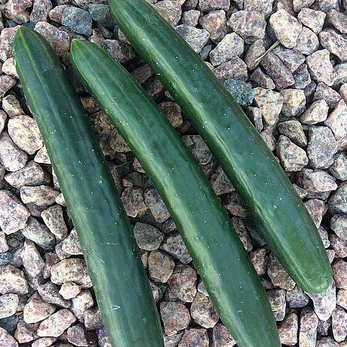 Sementes de Pepino Japonês Híbrido Nagato - 271mg - Isla - Verde
