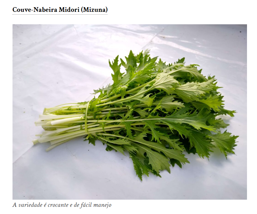 Sementes de Couve-Nabeira Mizuna Midori 1,4g Isla Verde Mania