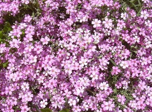 Sementes de Gypsophila Mosquitinho Sortido 300mg - Isla Multi
