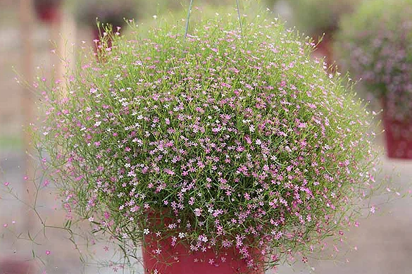 Sementes de Gypsophila Mosquitinho Sortido 300mg - Isla Multi