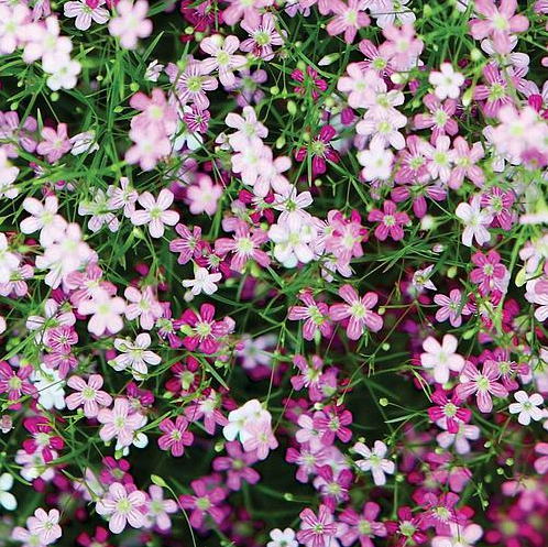 Sementes de Gypsophila Mosquitinho Sortido 300mg - Isla Multi