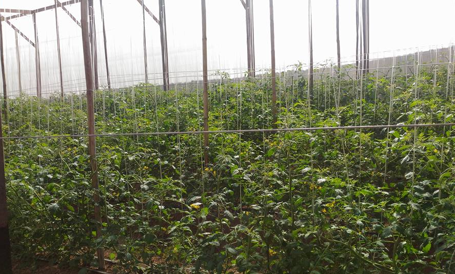 Sementes de Tomate Hibrido Sweet Heaven Sakata ( CARTELA C/20