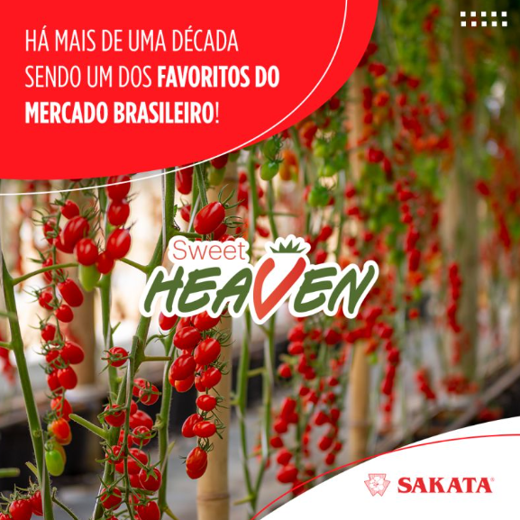 Sementes de Tomate Hibrido Sweet Heaven Sakata ( CARTELA C/20