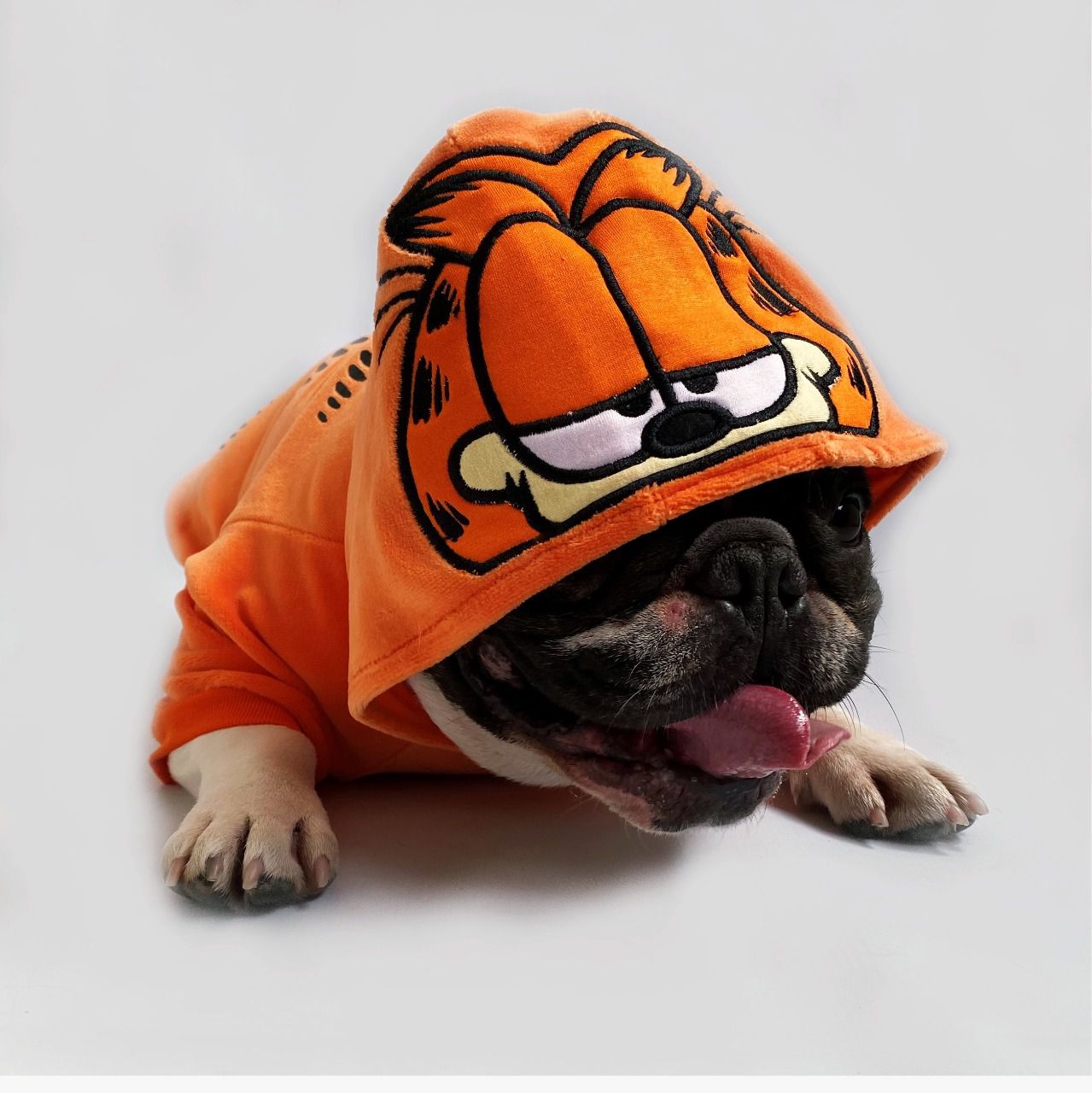 Blusa para Cachorros e Gatos Gatinho Laranja