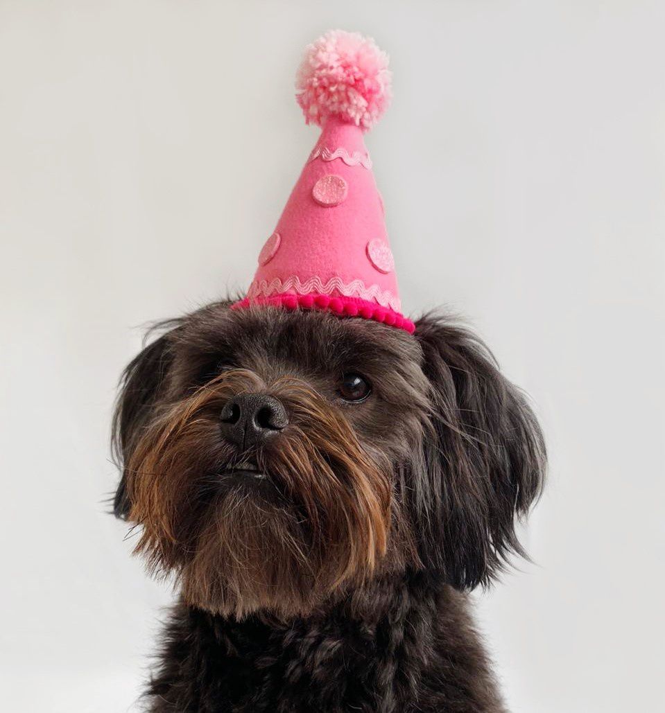 Fantasia Cachorros e Gatos Chapéu Aniversário Rosa | Bichinho Virtual -  Bichinho Virtual