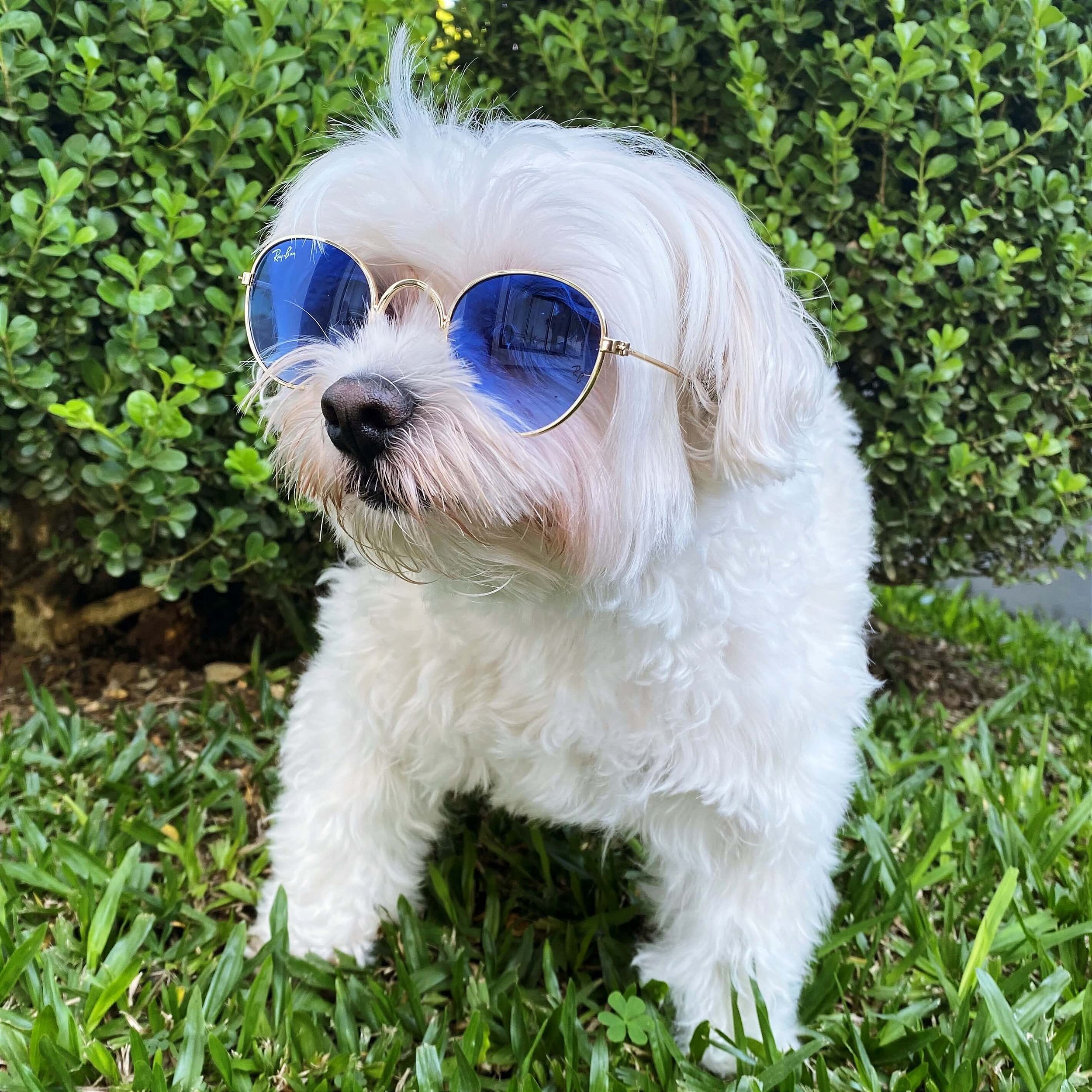 Óculos de Sol Round Colors para Cachorros | Bichinho Virtual - Bichinho  Virtual