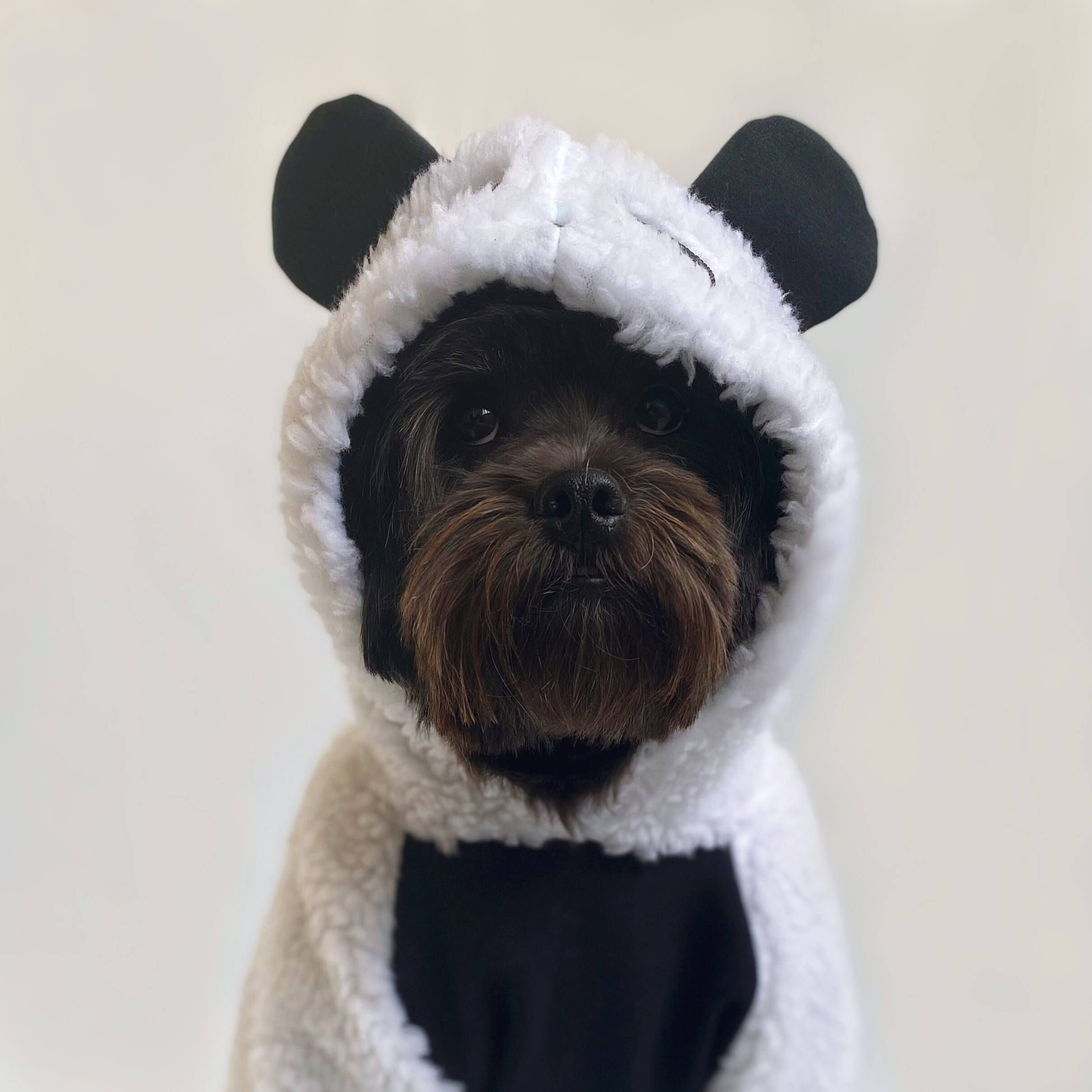 Moletom para Cachorros Urso Panda | Bichinho Virtual - Bichinho Virtual