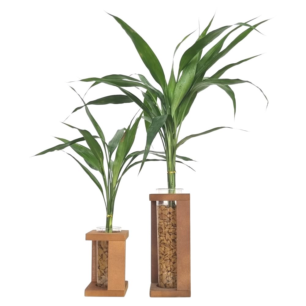 Conjunto de Vasos Rústicos em Madeira com Bambu da Sorte - Bambu da ...