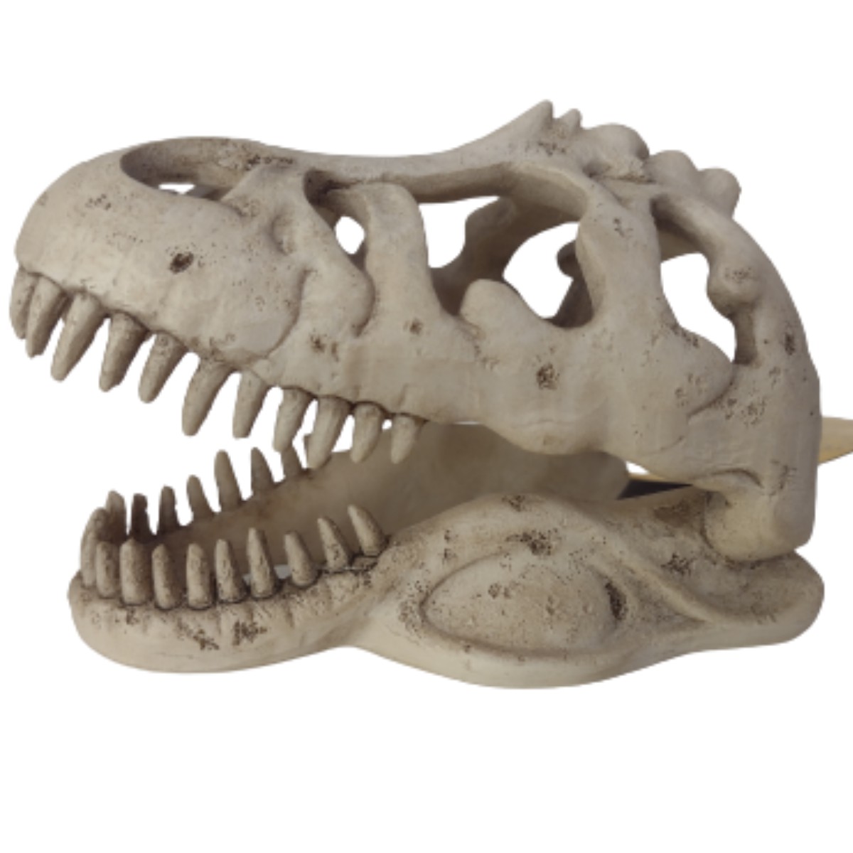 Kit 5 cabeça dinossauro Tiranossauro Rex recorte mdf 20x18cm