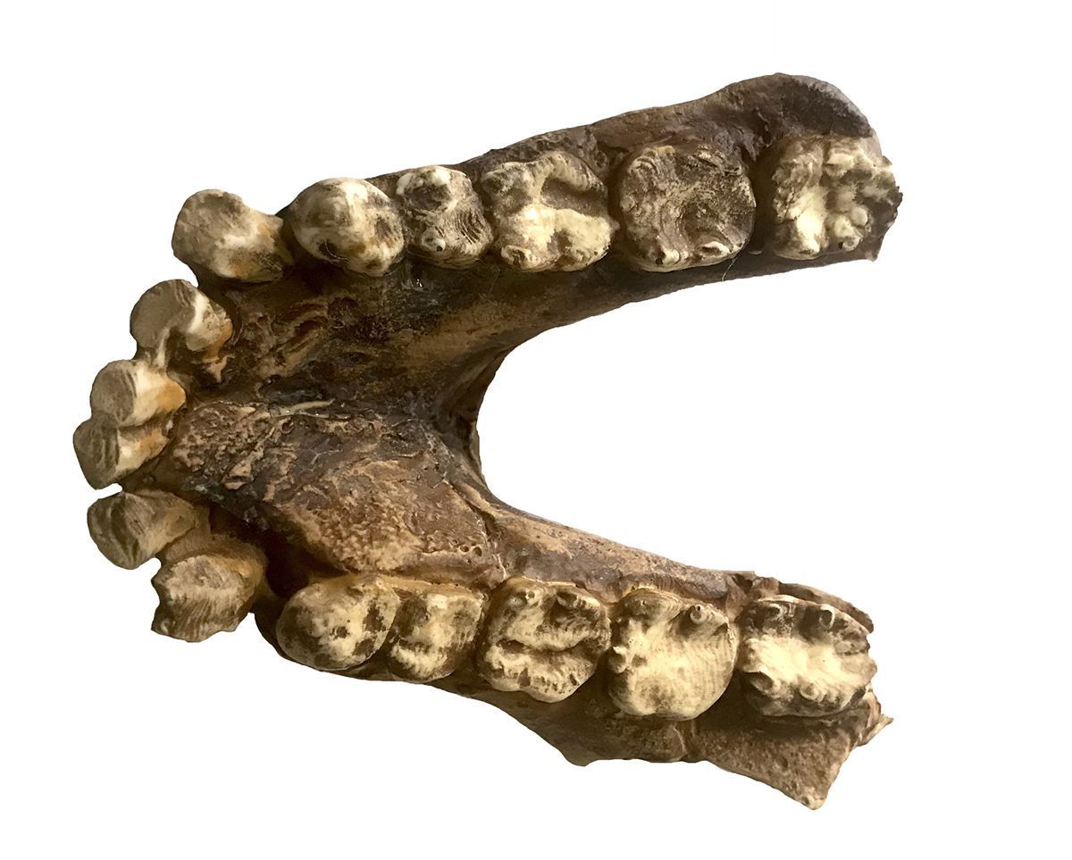 Mandíbula de Australopithecus anamensis - Bios Réplicas site especializado  em biologia e paleontologia