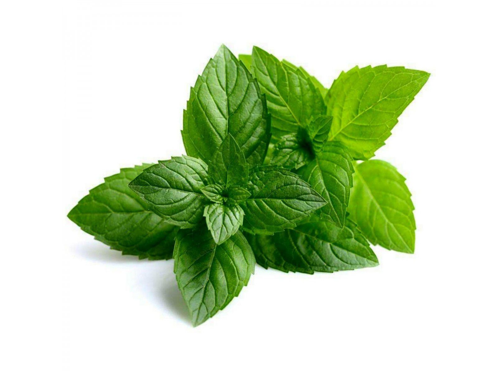 Leo Essencial Menta Piperita Hortel Pimenta Ml Via Aroma Aroma E Terapias