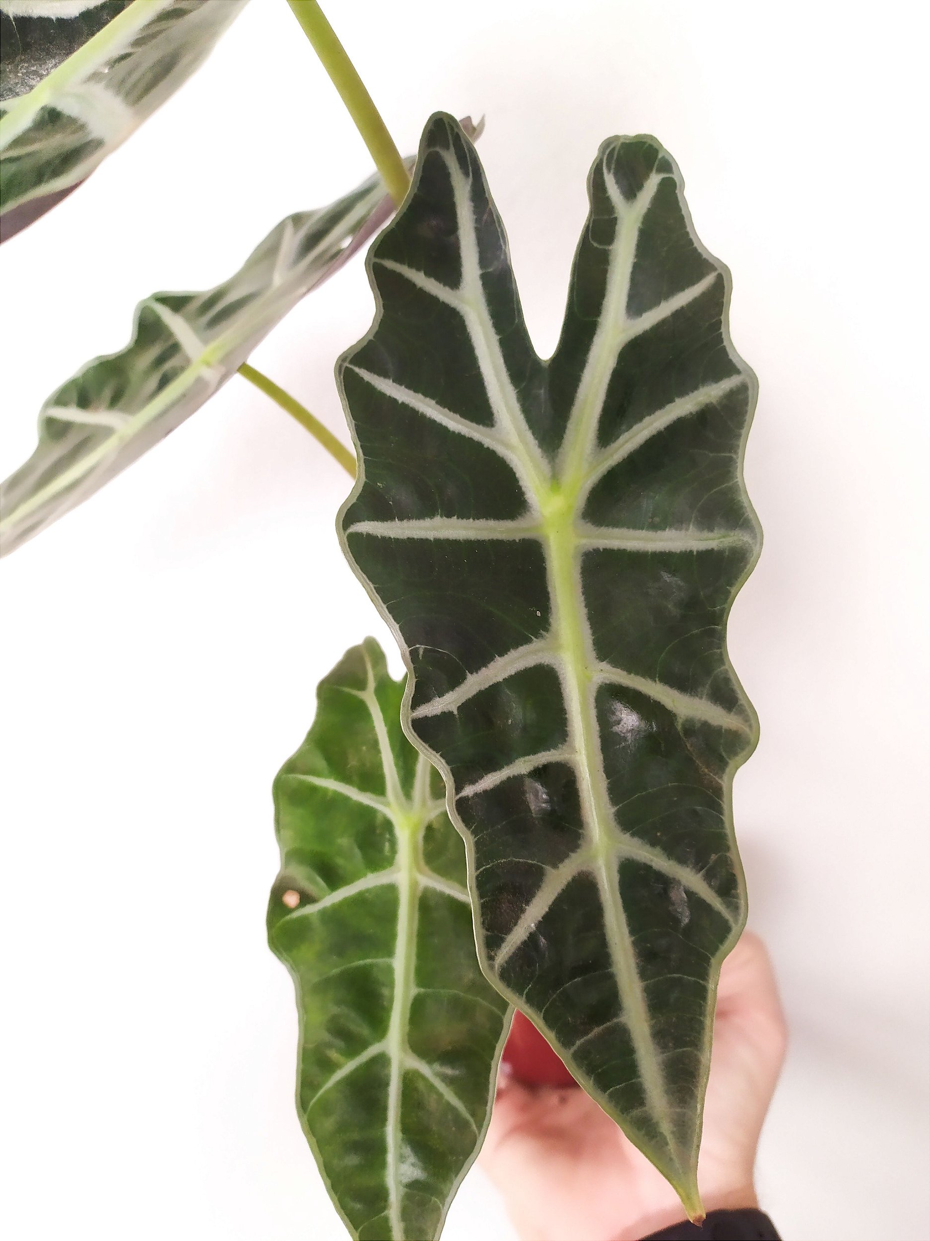 Alocasia Polly - Ø17cm - ↕45cm