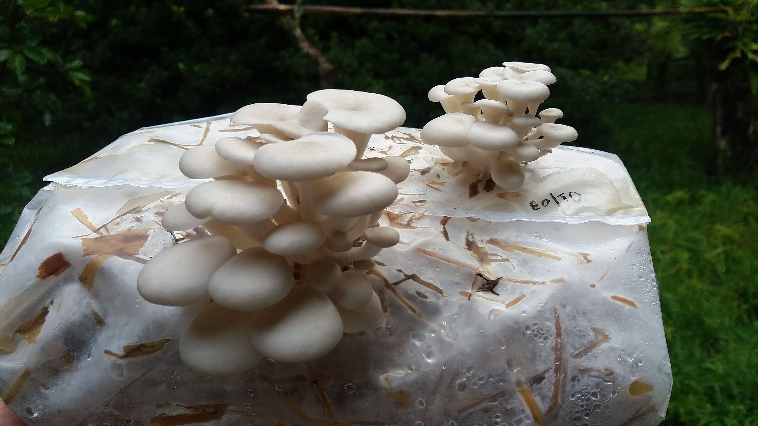 Cogumelo Shimeji Kit Teste de Produção Caseira ou Teste de Ambiente