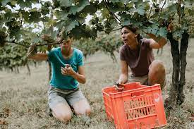 Tibaldi Roccapalea NOVIDADE ITÁLIA - TIBALDI - ROERO DOCG ROCCAPALEA 2020 - Winebio Vinhos ...