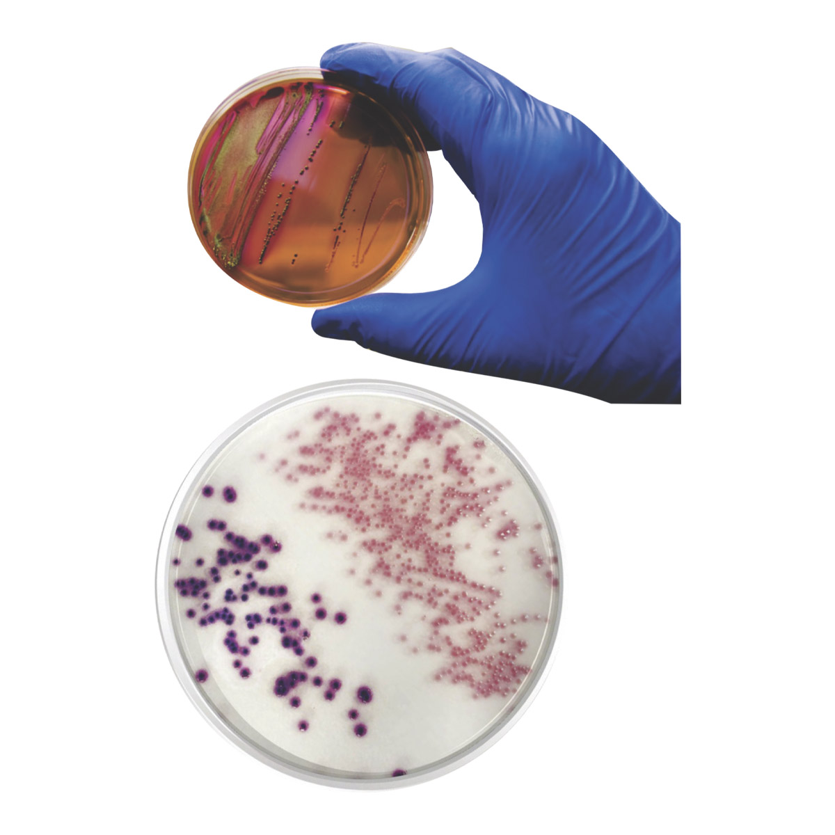 Gélose Tryptic Soy Agar (TSA) 40g – Pour Laboratoire, Culture Microbienne, Livraison Incluse