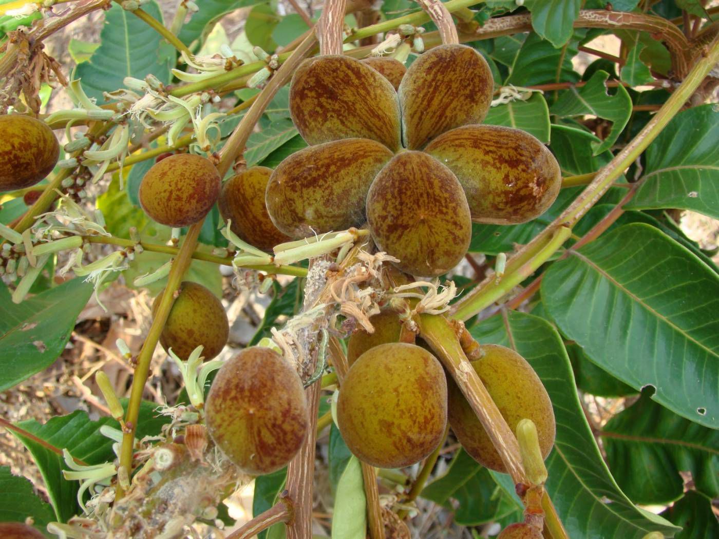 Calunga em Pó - BELEZA DA TERRA - Beleza da Terra