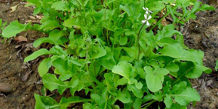 Semear Rucula Semente de Rúcula Cultivada - Casa das Sementes Lavras