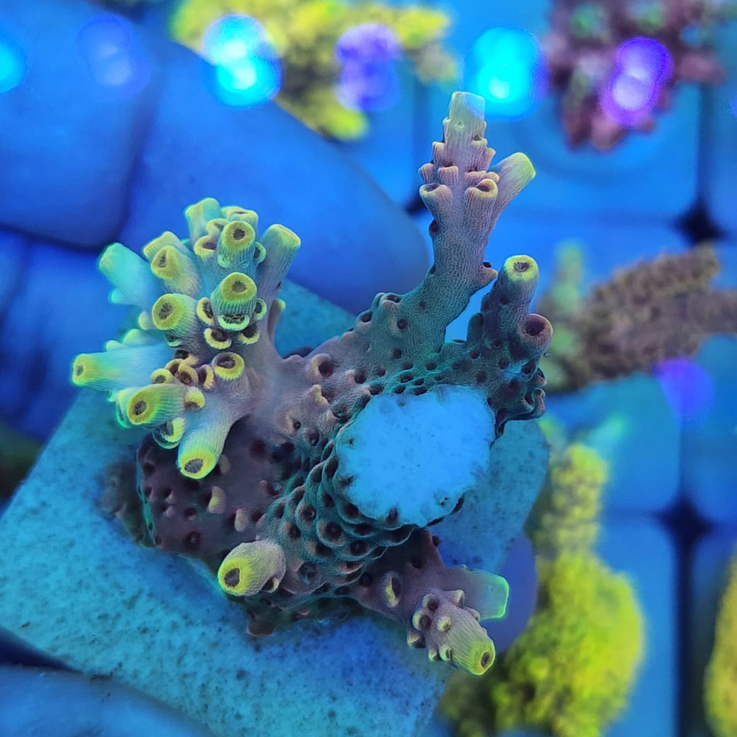 Acropora Sps Coral é Um Dos Corais Mais Populares No Hobby Do Recife De Lar  Aquaria Foto de Stock - Imagem de colorido, marinho: 230394820