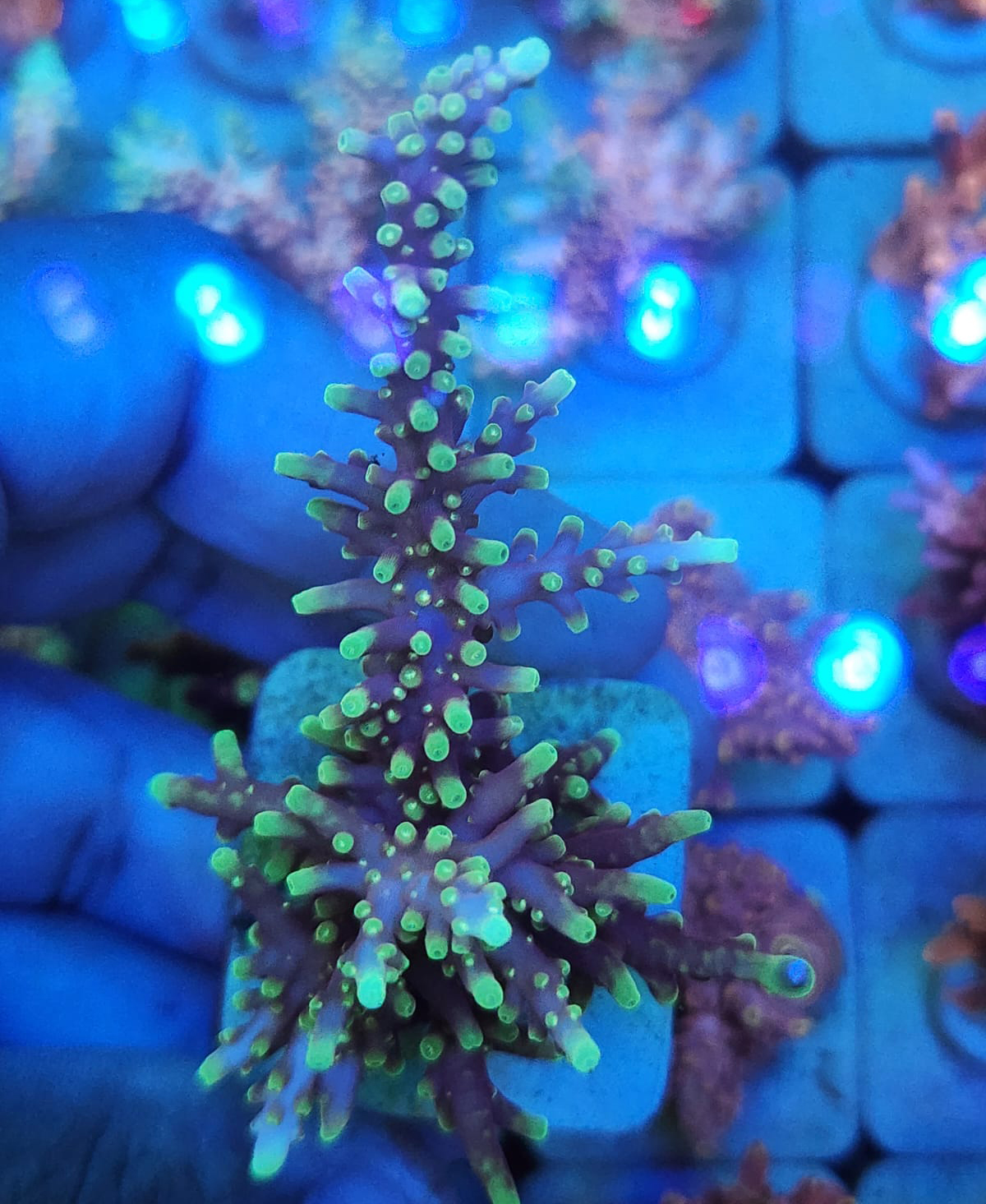 Coral SPS Acrópora Cardus 1 - Conheça a loja Aquavila.