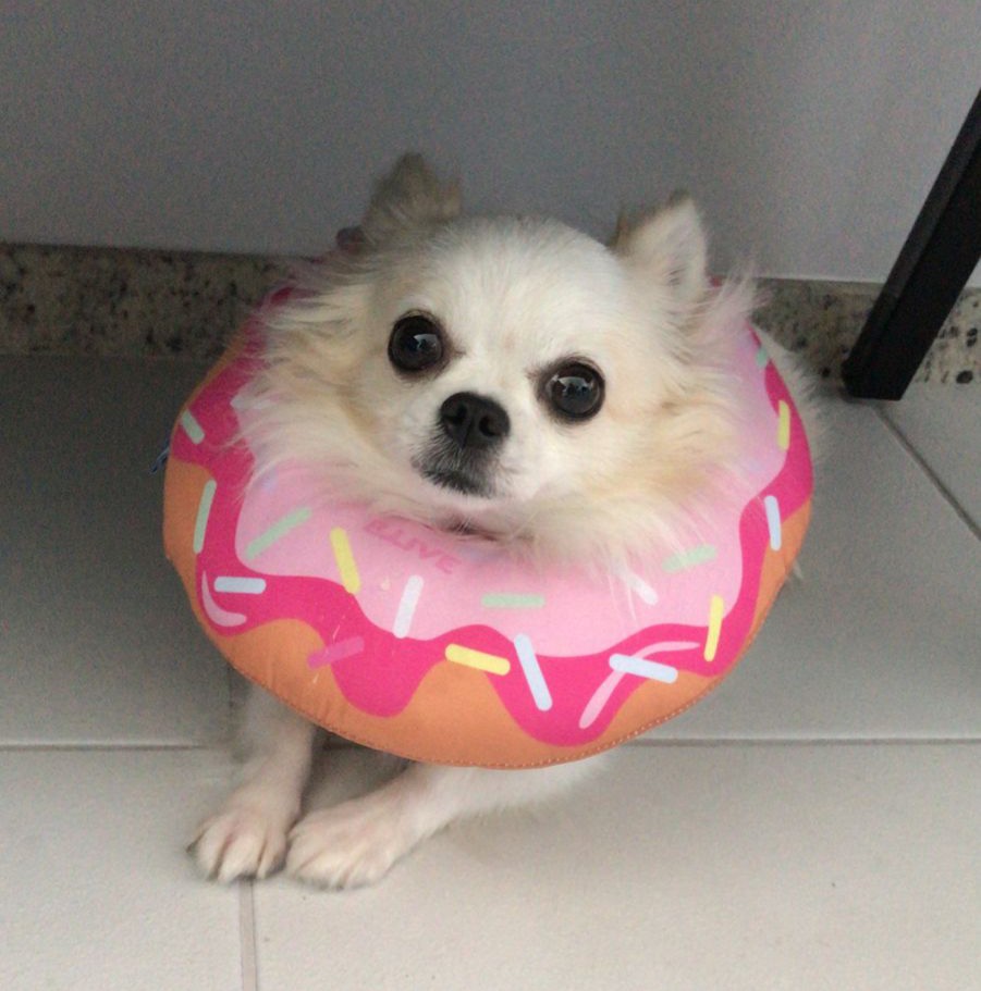 Colar Rocinha Colar Elizabetano rosquinha - Roupa para Pets | Fantasias para Pets ...