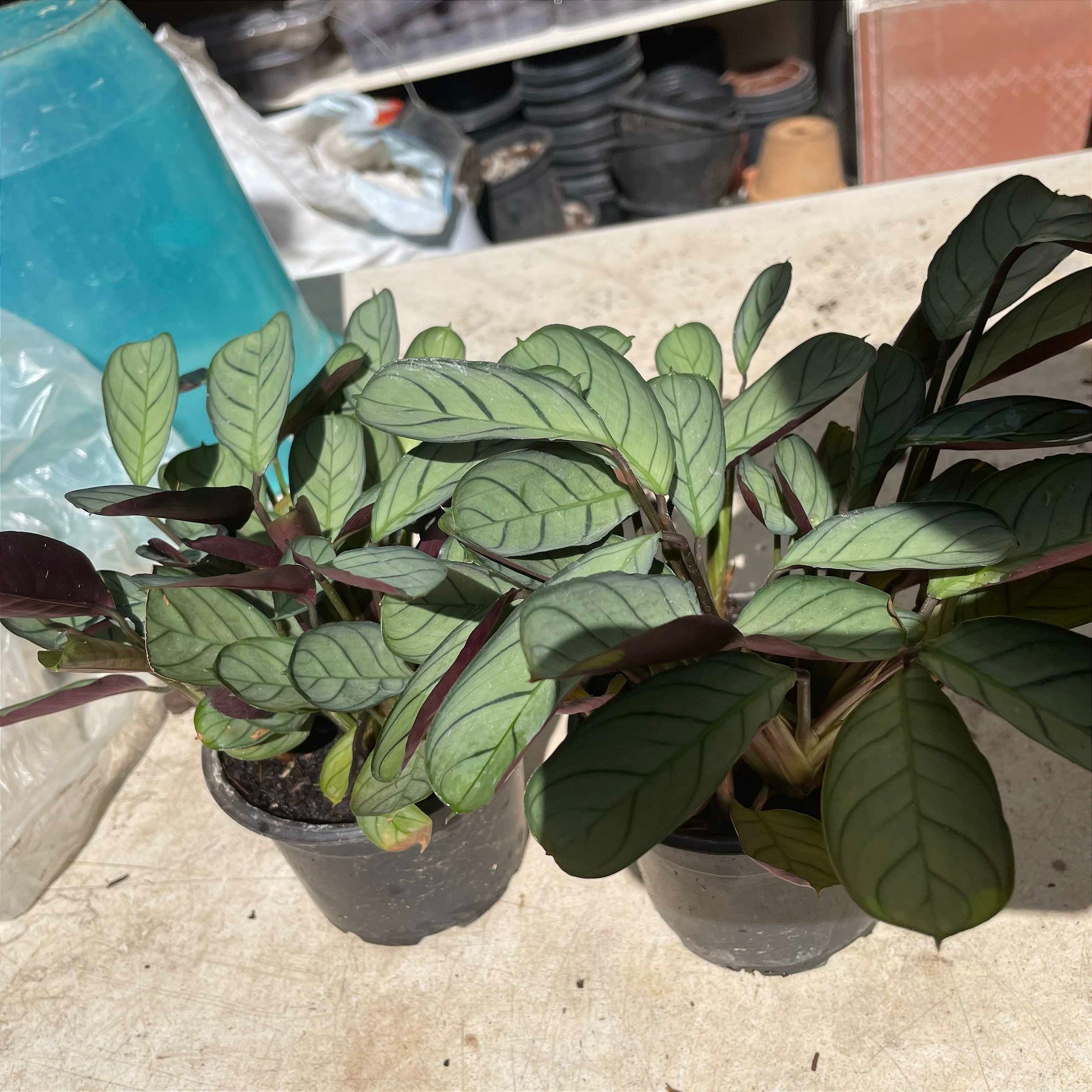 Maranta Roxa Folhagem Maranta roxa - Orquídeas & Cia