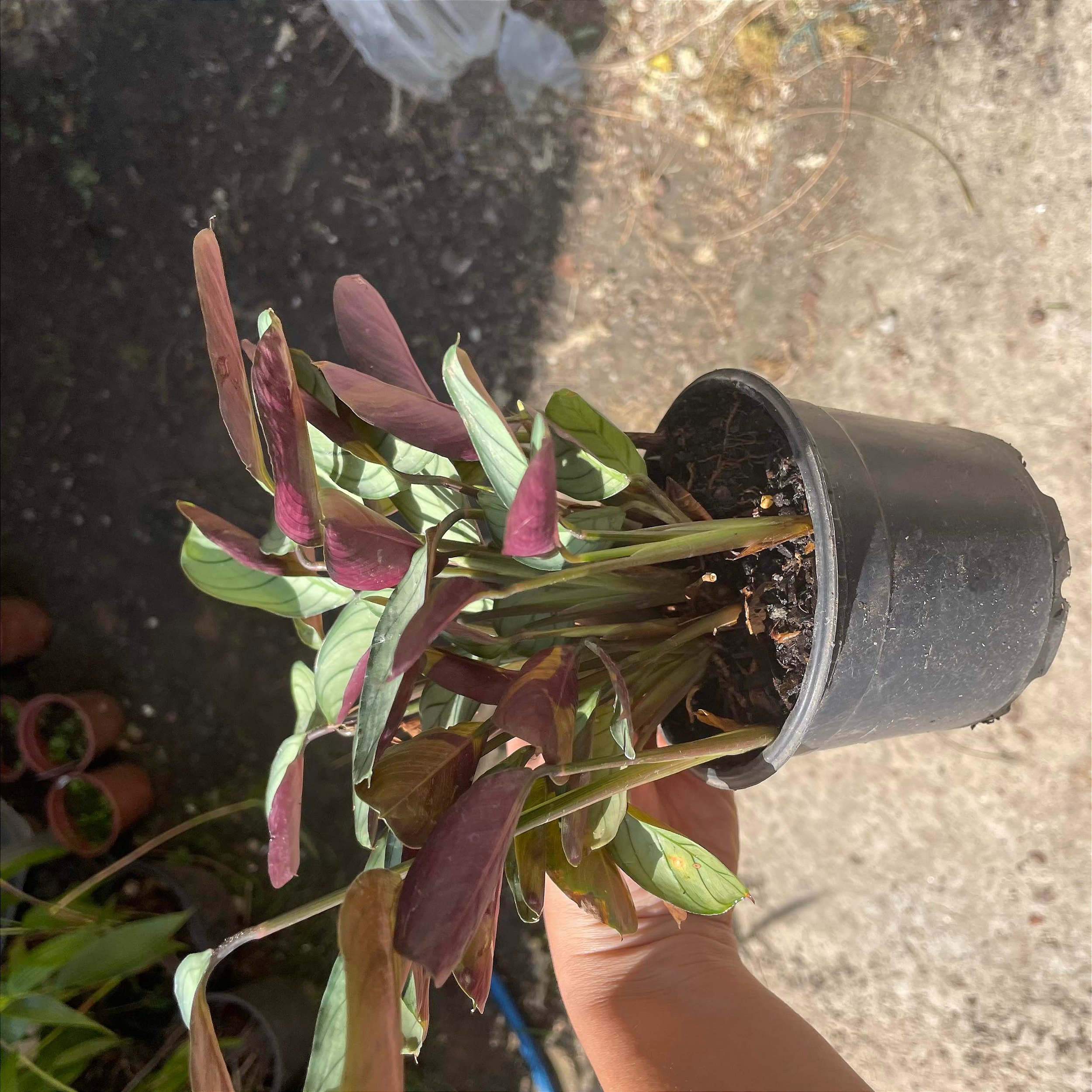 Maranta Roxa Folhagem Maranta roxa - Orquídeas & Cia