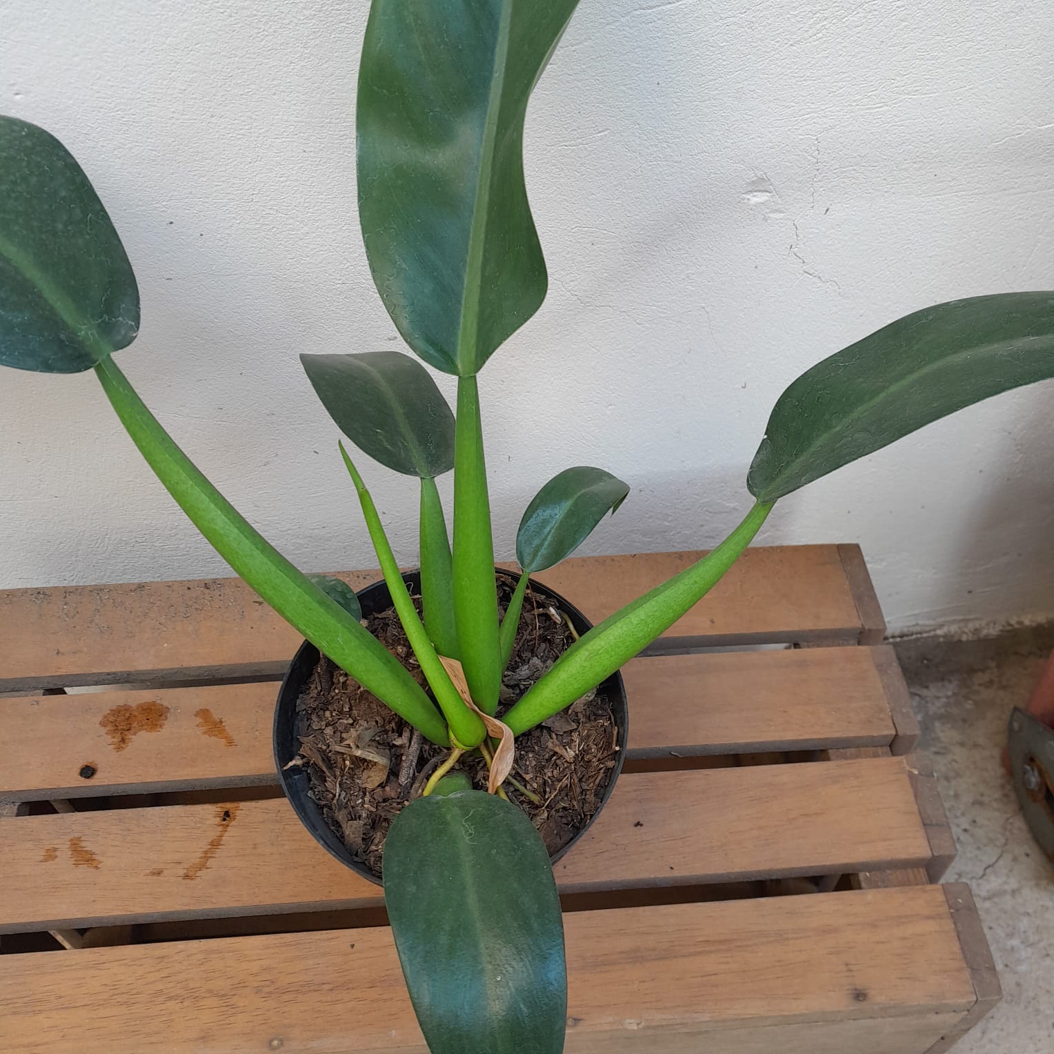 Folhagem Pacová (Philodendron martianum) - Orquídeas & Cia