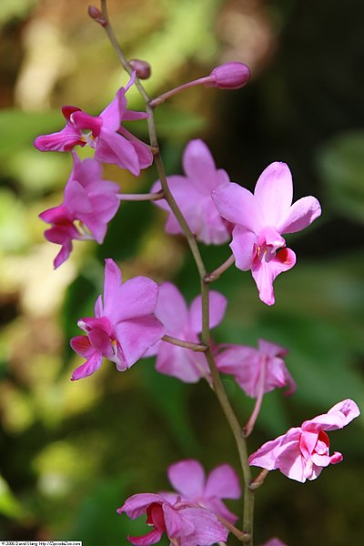 Doritis pulcherrima (Phalaenopsis) - Orquídeas & Cia