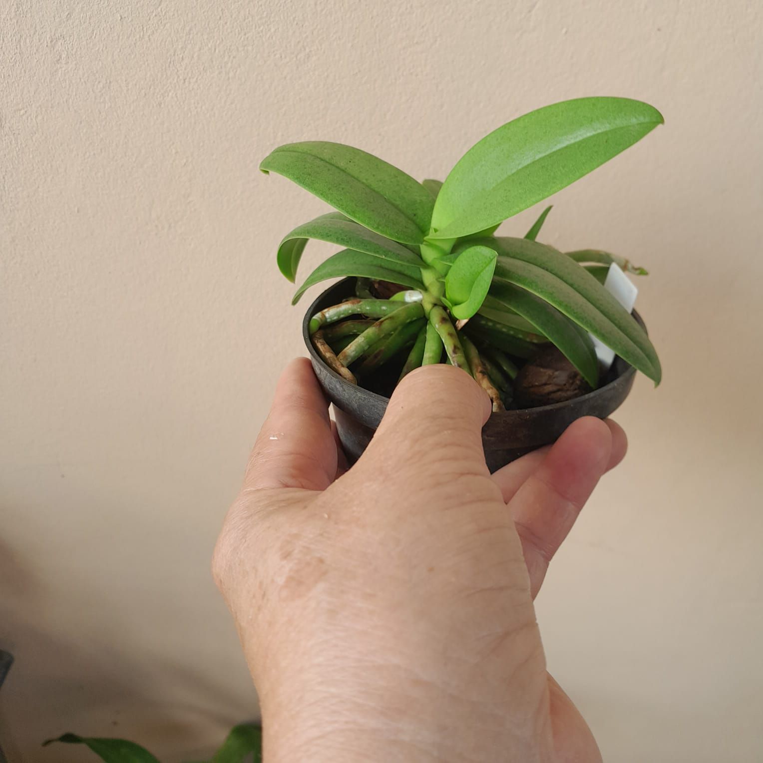 Doritis pulcherrima (Phalaenopsis) - Orquídeas & Cia